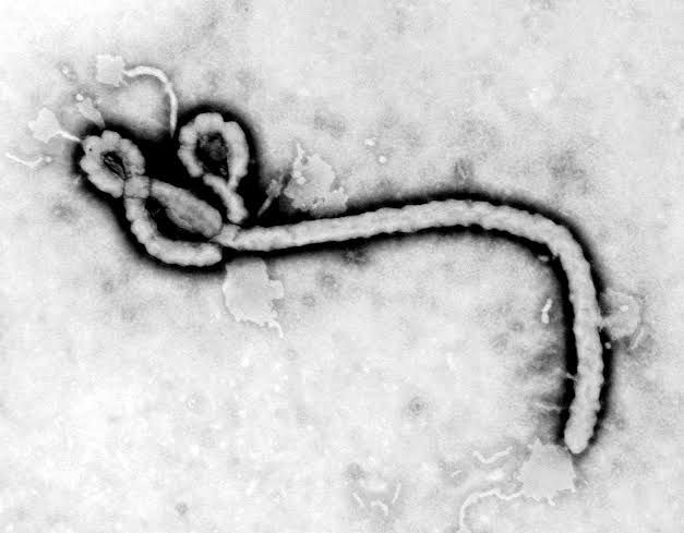 Ebola outbreak kills 65 in DR Congo