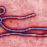 Ebola: Airlines advised to stop carrying suspected infected passengers