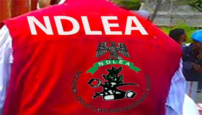 NDLEA Discovers 498kg of Cannabis Concealed in Edo Shrine